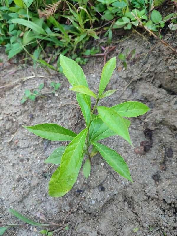 tree image