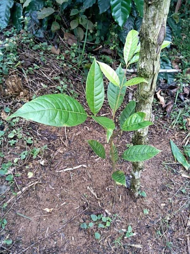 tree image