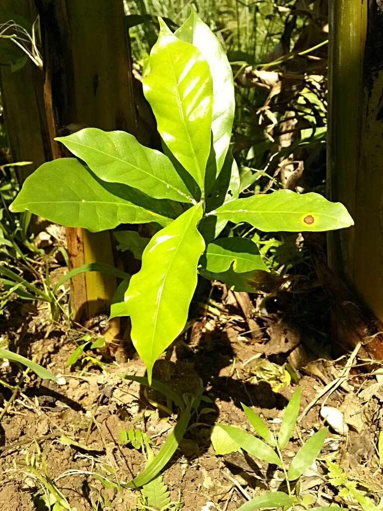 tree image