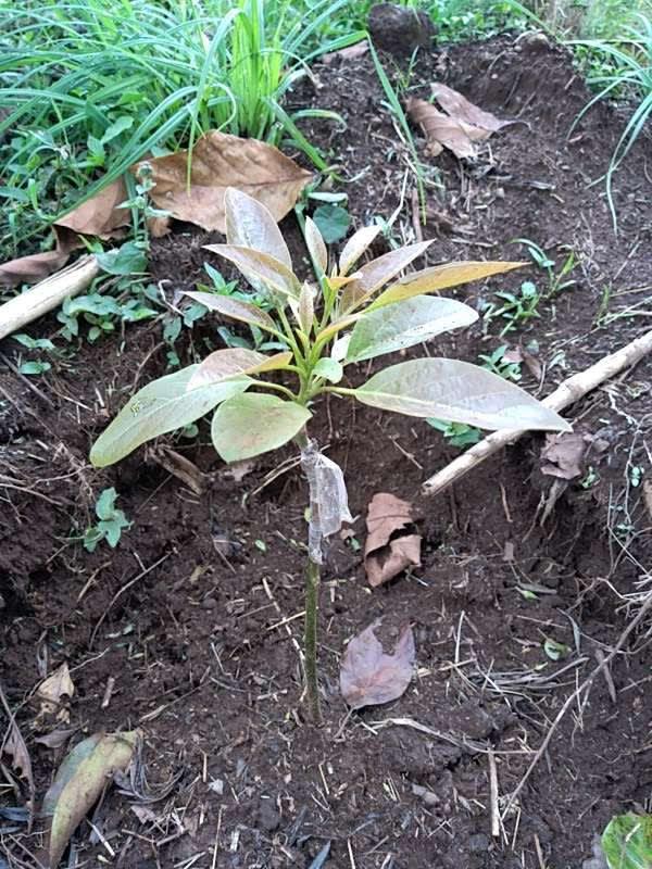 tree image