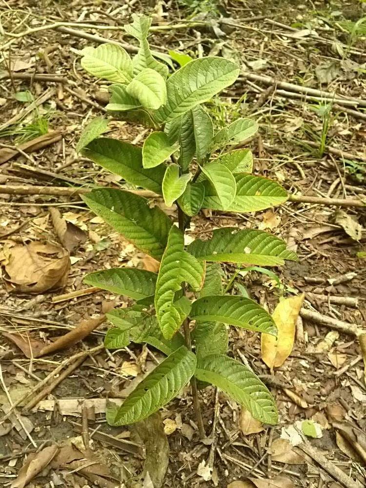 tree image
