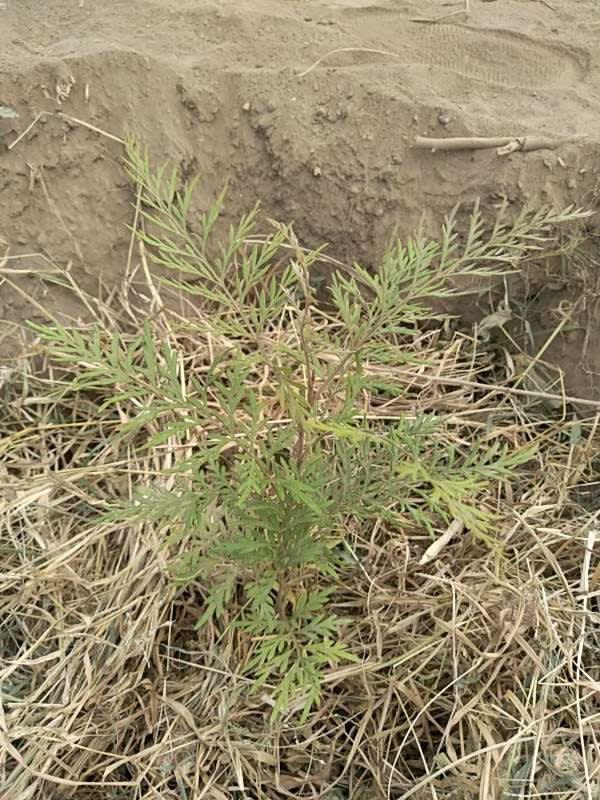 tree image