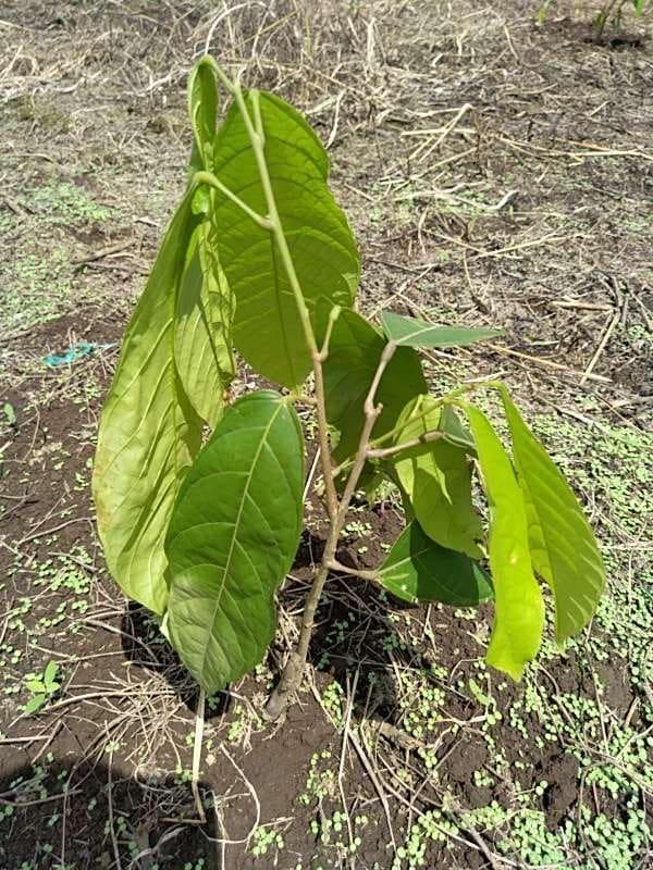 tree image