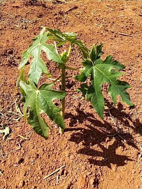 tree image