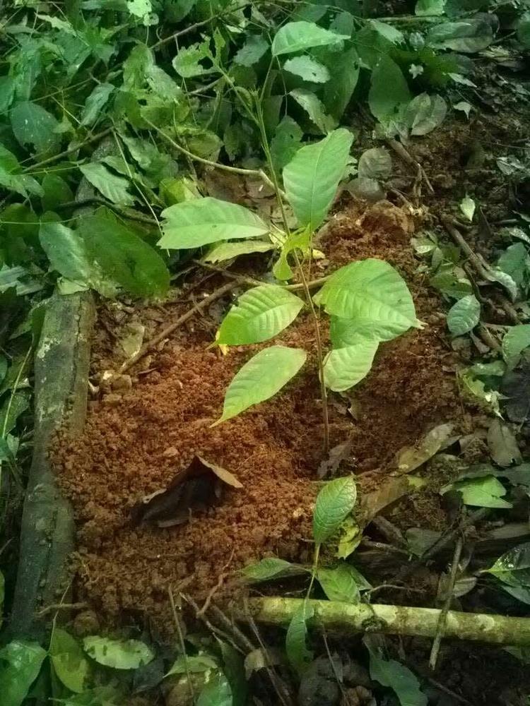 tree image
