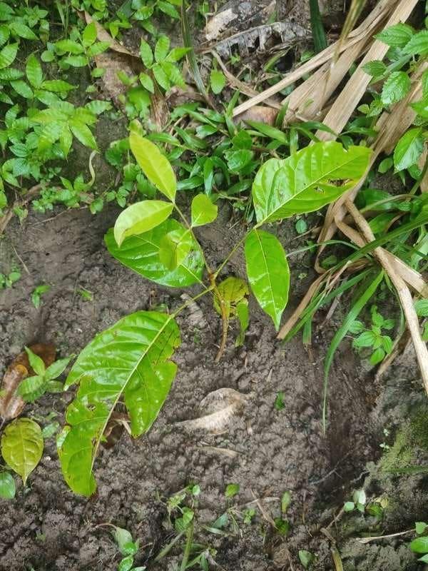 tree image