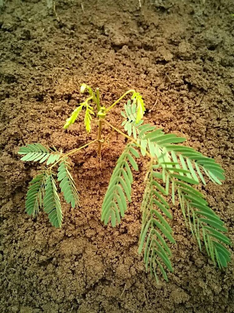 tree image