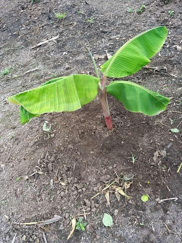 tree image