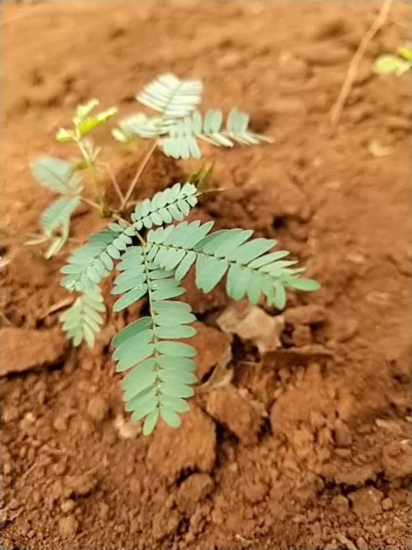 tree image