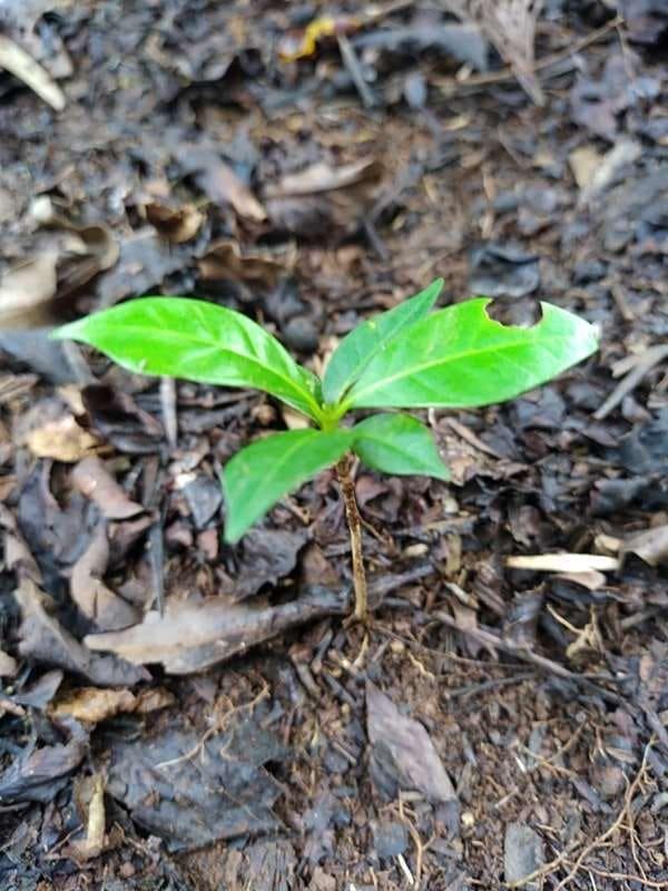 tree image