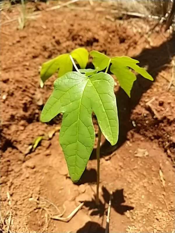 tree image