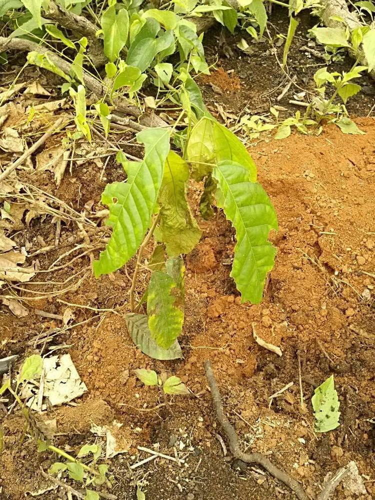 tree image