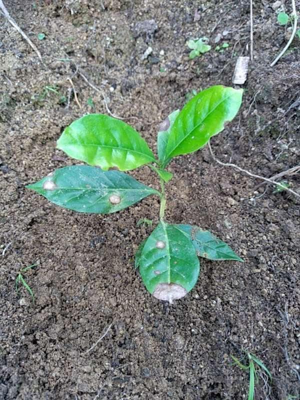 tree image