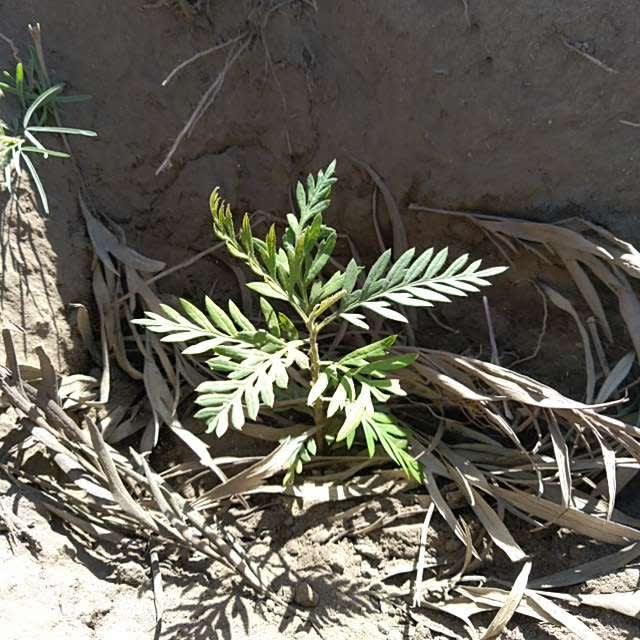 tree image