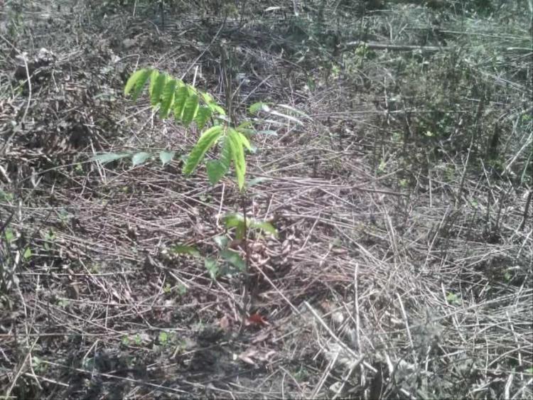 tree image