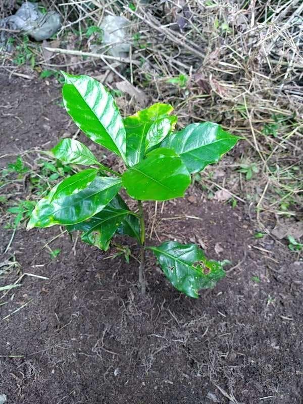tree image
