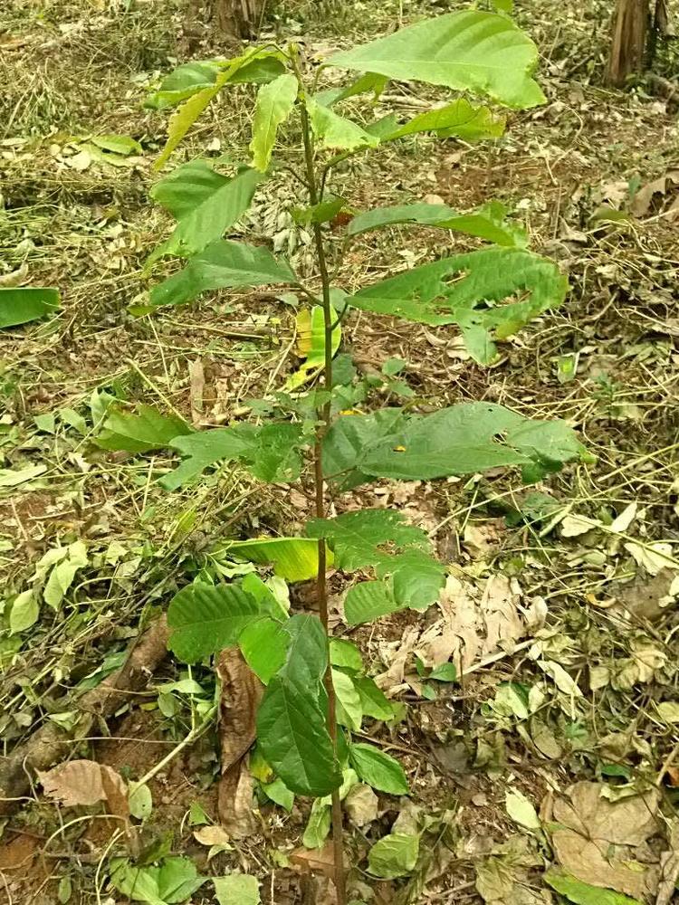tree image