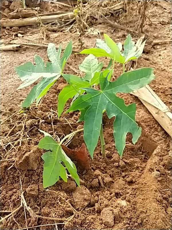 tree image