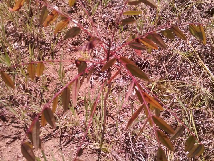 tree image