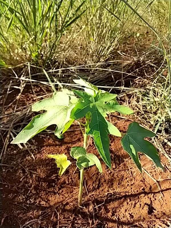 tree image