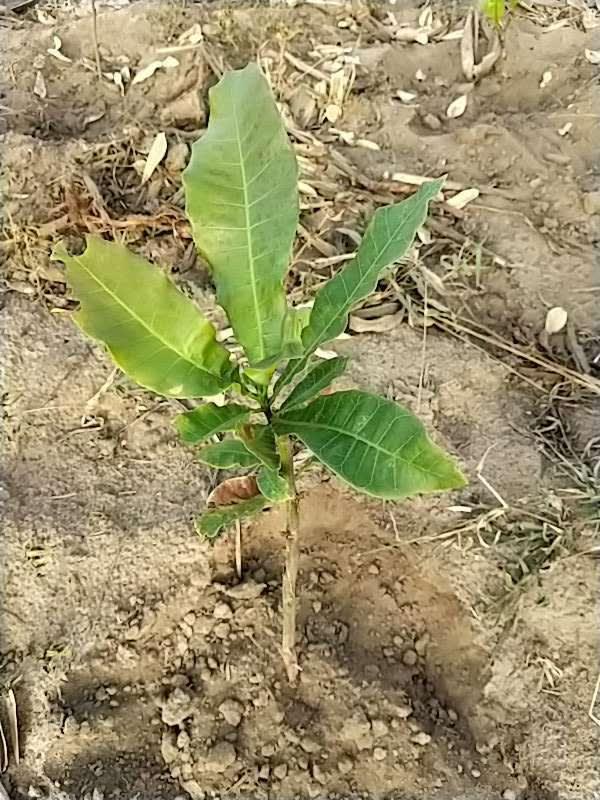 tree image
