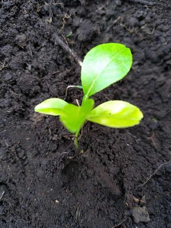 tree image