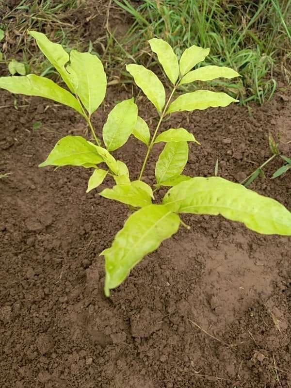 tree image