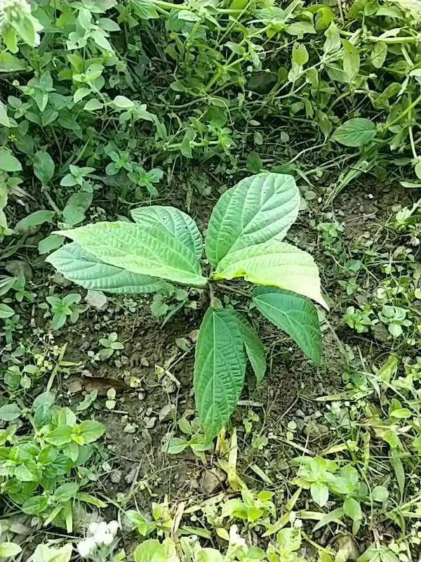 tree image