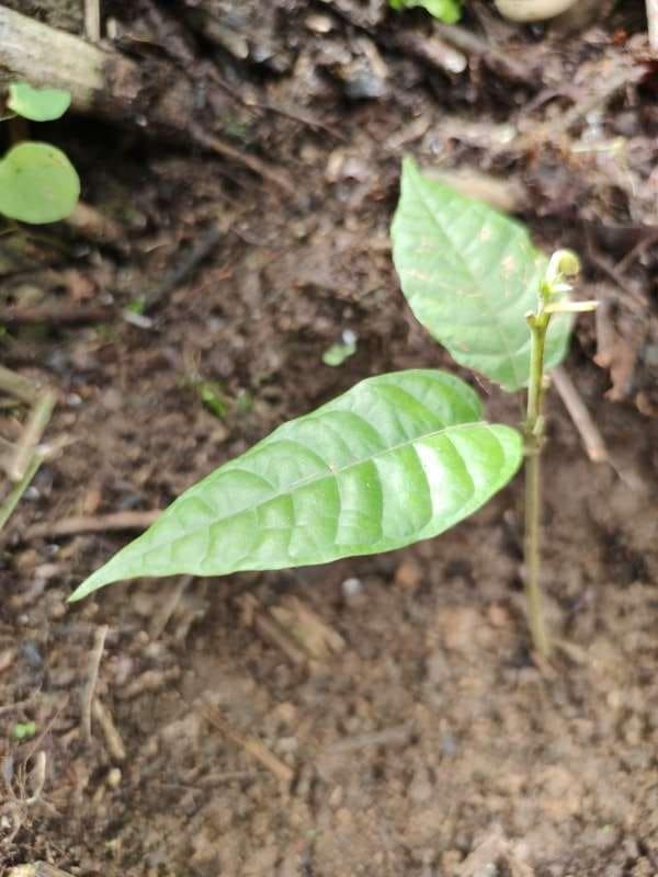 tree image
