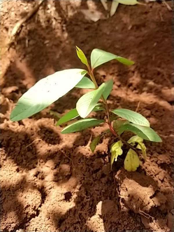 tree image