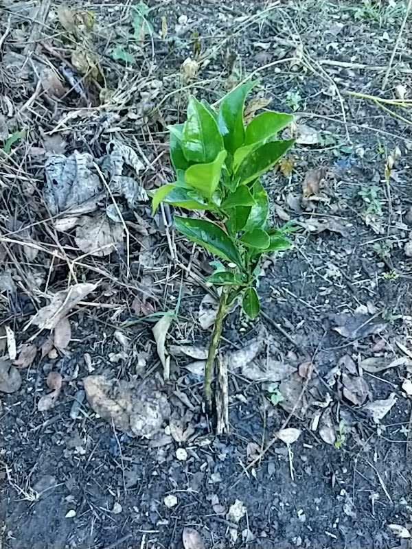 tree image
