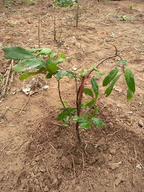 tree image
