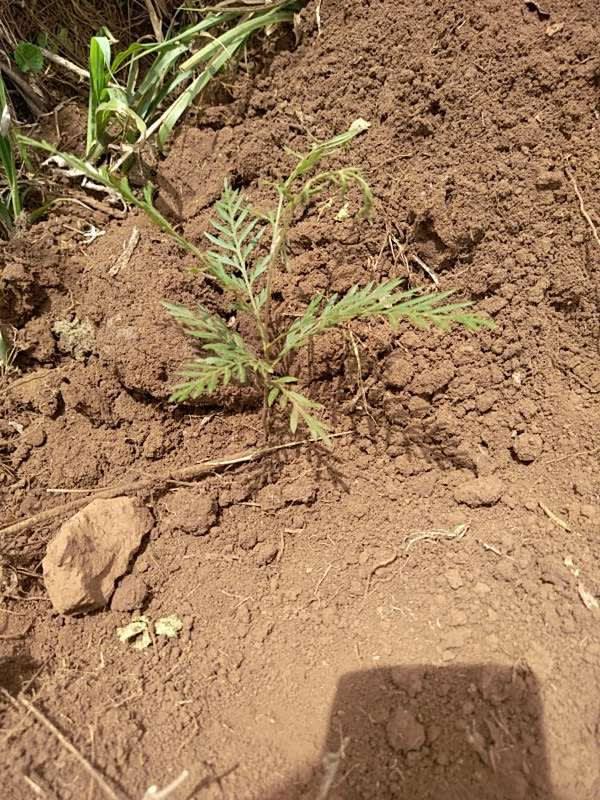 tree image