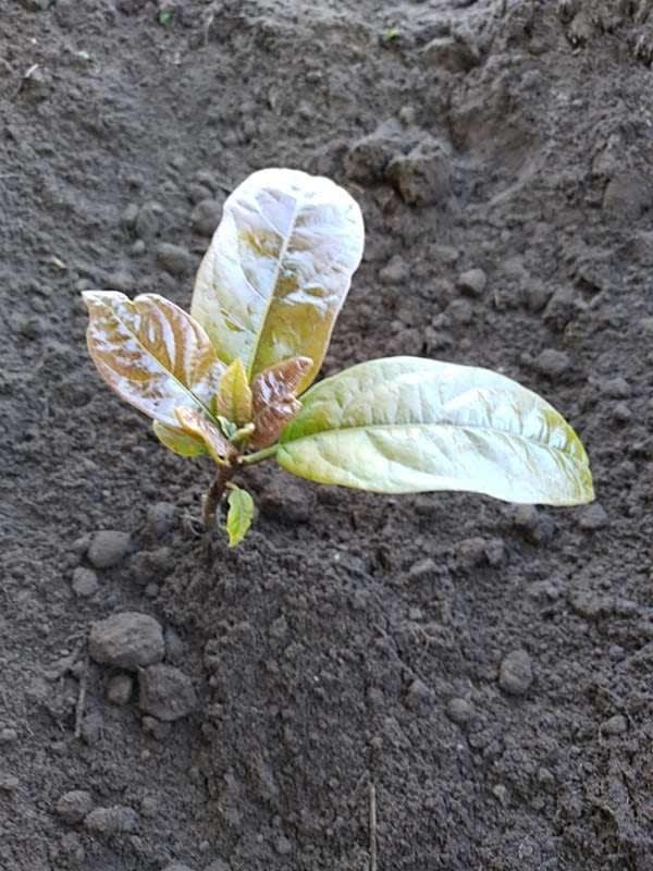 tree image