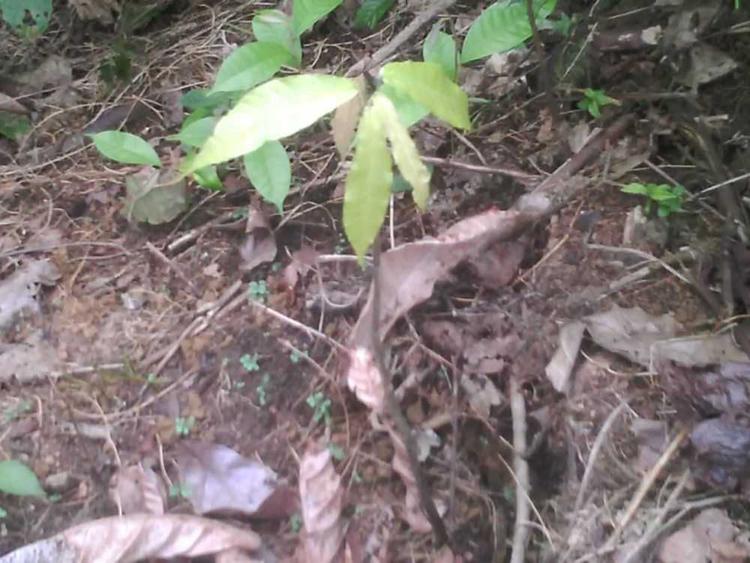 tree image