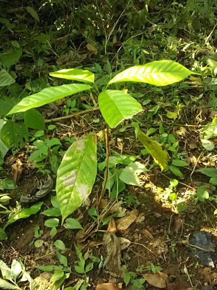 tree image