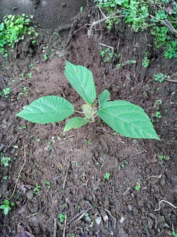 tree image