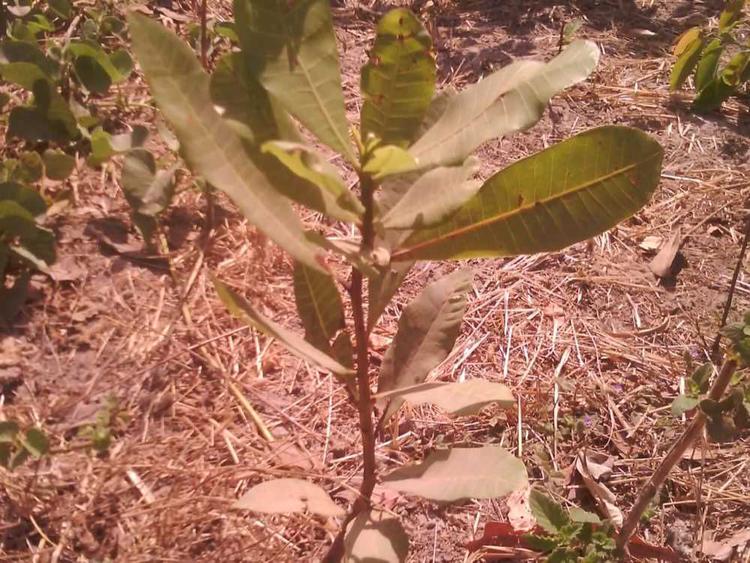 tree image