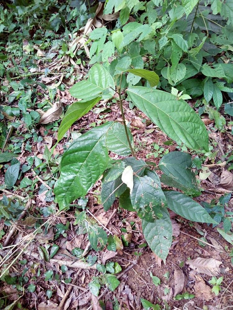 tree image