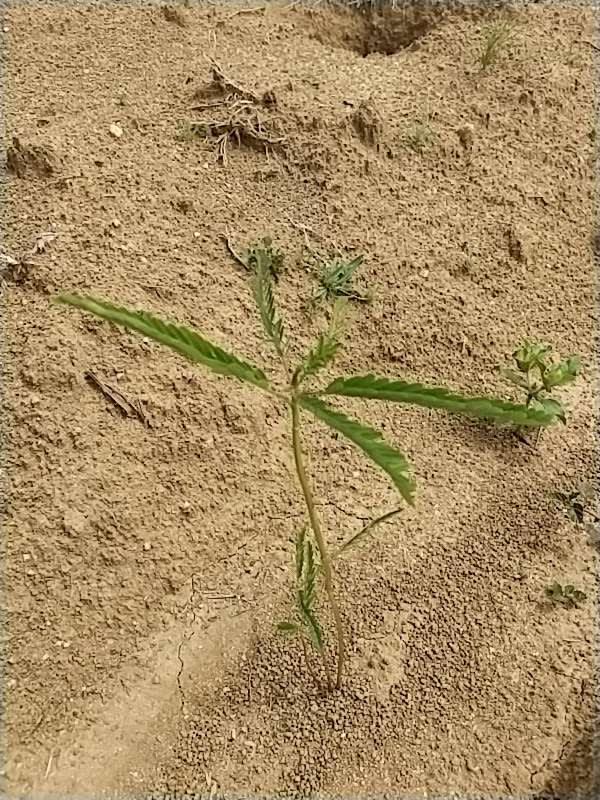 tree image