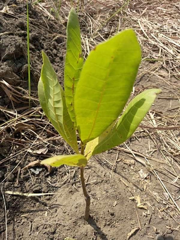 tree image