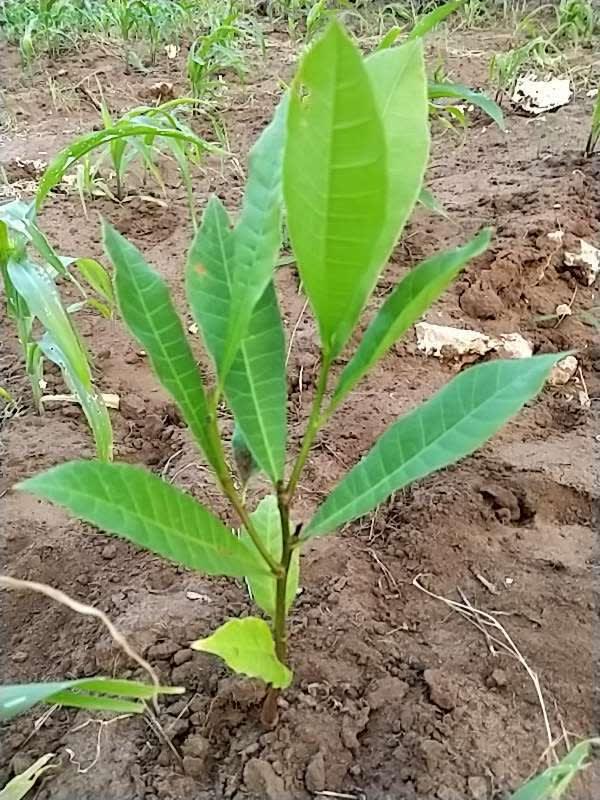 tree image