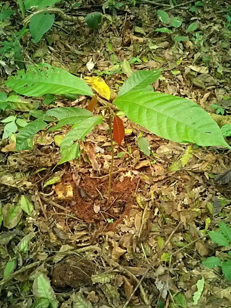 tree image
