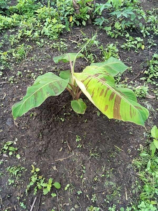 tree image