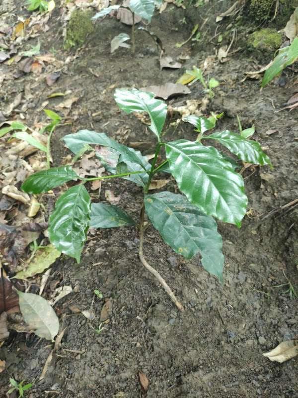 tree image