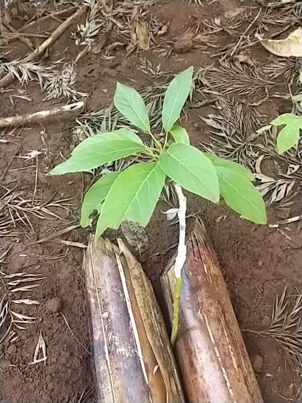tree image