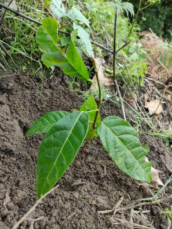 tree image