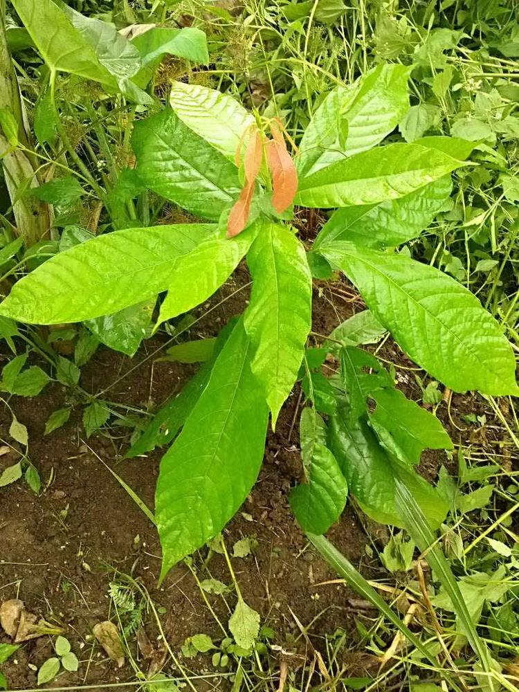 tree image