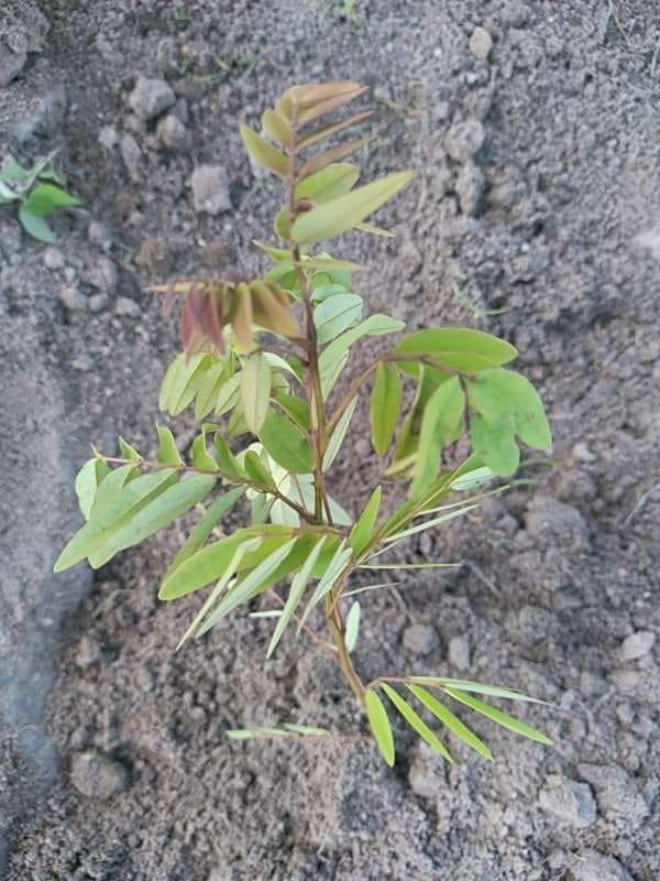 tree image