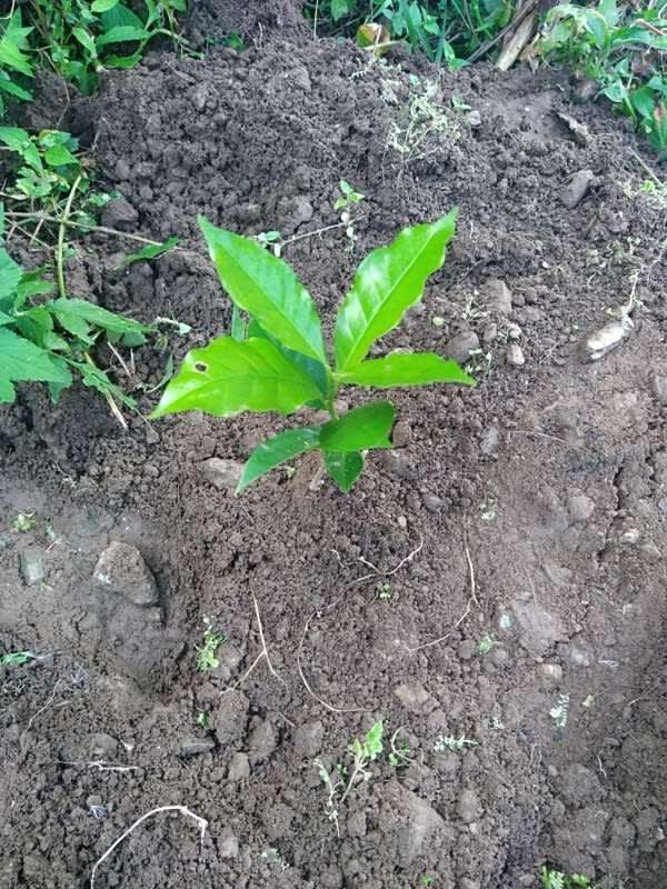 tree image
